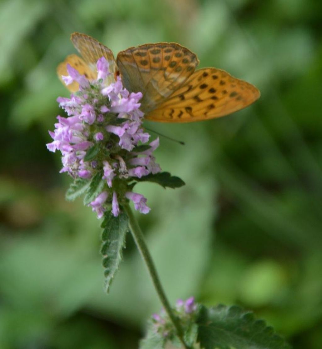 Betonica officinalis (=Stachys officinalis) / Betonica comune